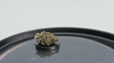 Jet Fuel Strain: High-Octane Cannabis for Maximum Momentum