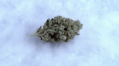 White Widow Strain: The Dutch Classic That Never Gets Old