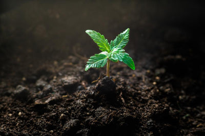 The Importance of Hemp Lab Testing