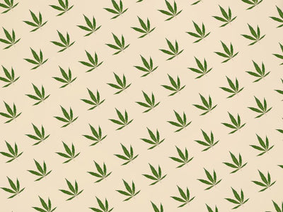 Using CBD as a THC User