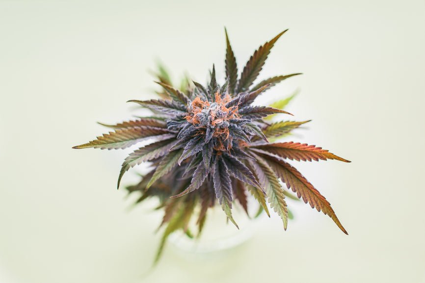 Using THCA and CBD Together: What Does the Research Say? - Secret Nature