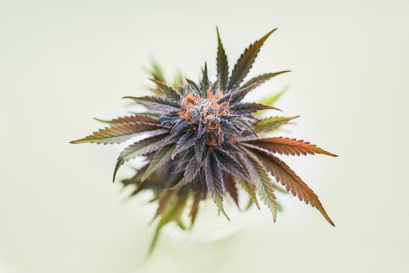 Using THCA and CBD Together: What Does the Research Say? - Secret Nature