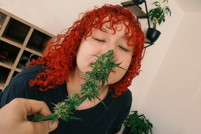 What Are Cannabis Trichomes?