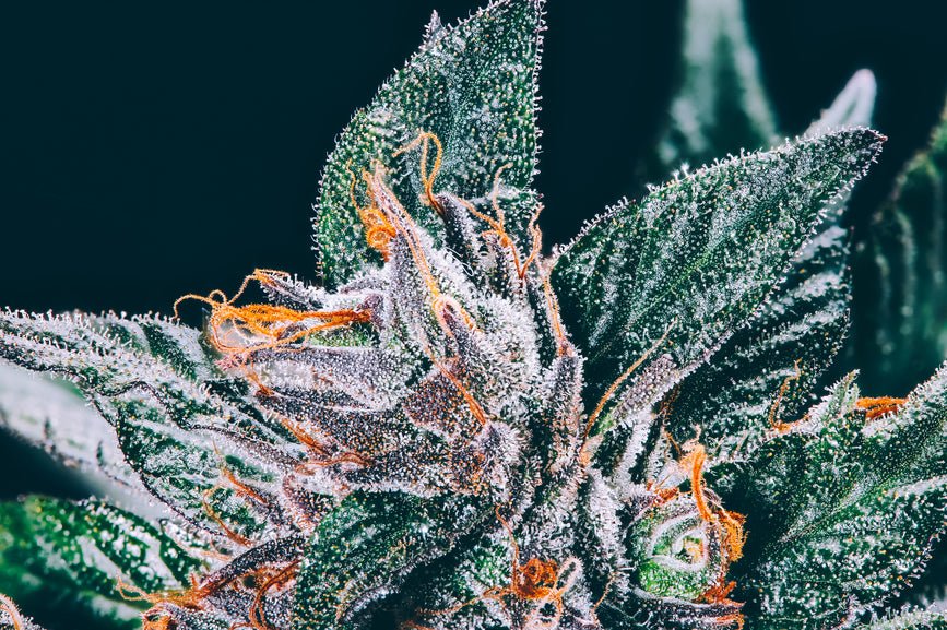 What Are the Best High THCA Strains? - Secret Nature