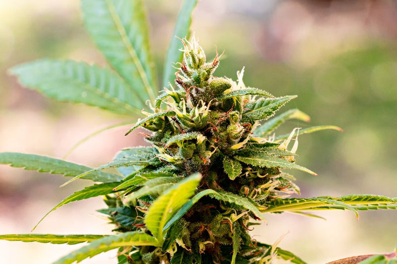 What Does CBD Weed Look Like? - Secret Nature