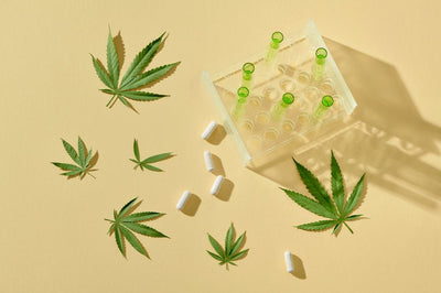 What Is Bioavailability in Cannabis?
