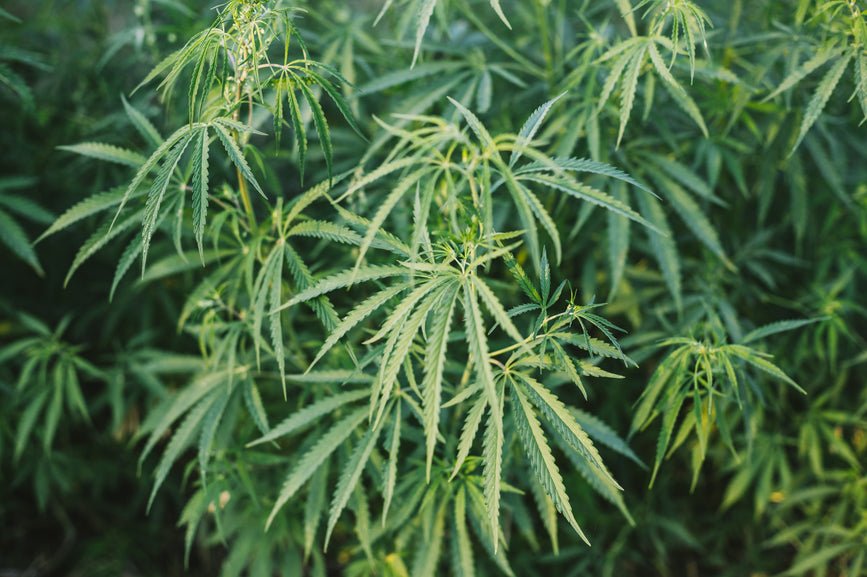 What Is CBDM (Cannabinoid)? - Secret Nature