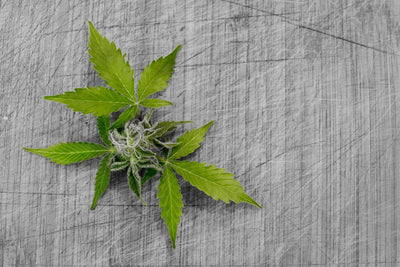 What Is the Cannabinoid CBN (Cannabinol)?