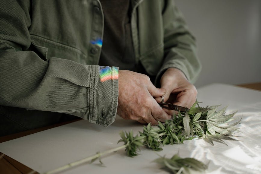 What Is Hashish? Kief, Trichomes, & More - Secret Nature