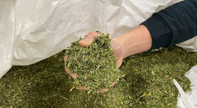 What Is Hemp Biomass? Everything You Need to Know