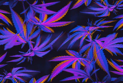 What Is Hemp Fiber?