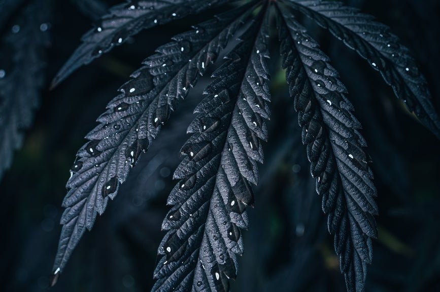 What Is THCH? - Secret Nature