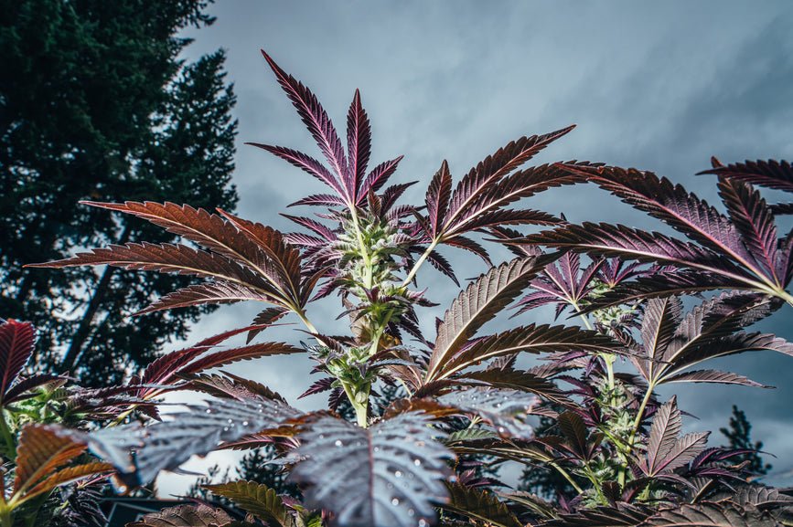 What Is THCJD? - Secret Nature