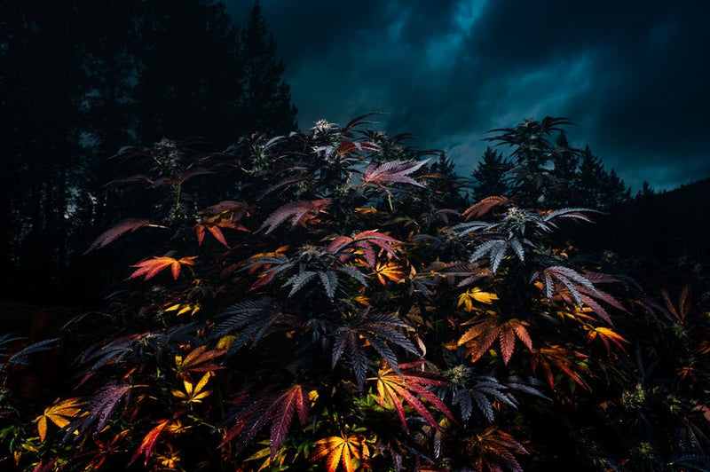 What Is THCM (Cannabinoid)? - Secret Nature