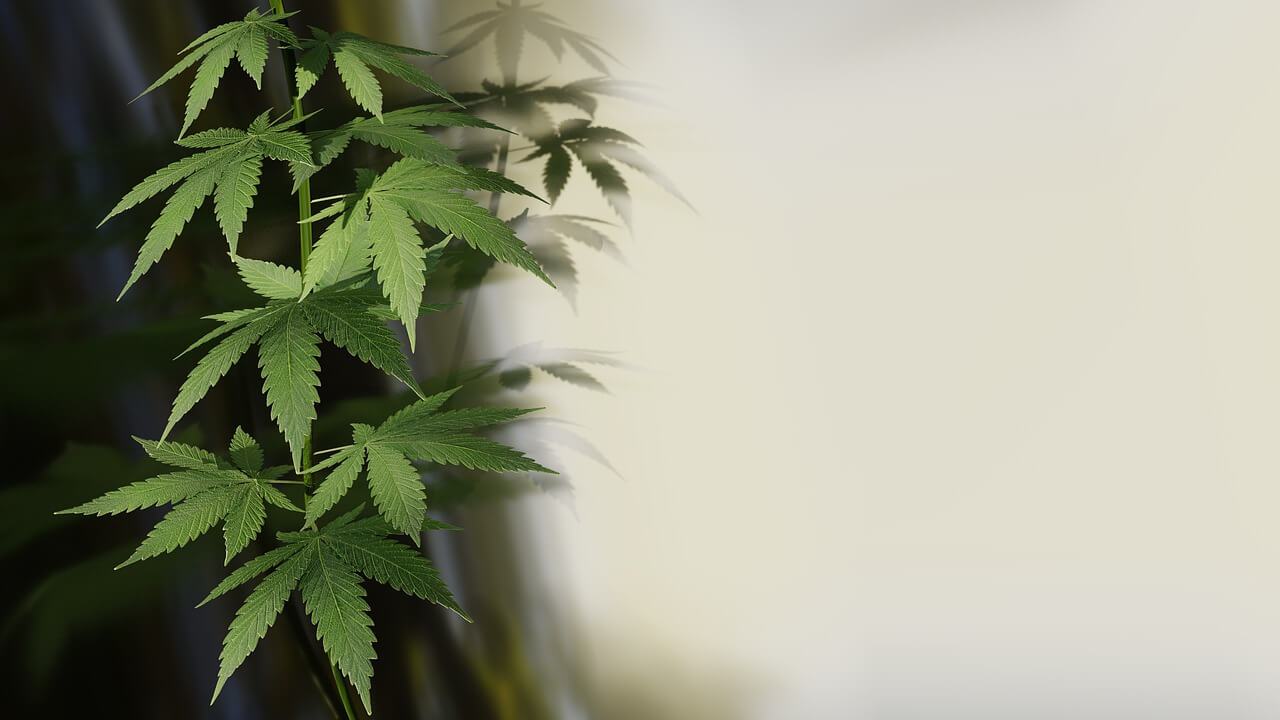 What Is THCV, and What Are Its Effects? - Secret Nature