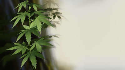 What Is THCV, and What Are Its Effects?