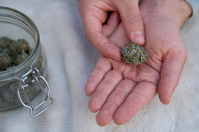 What Is the Best CBD for Beginners?