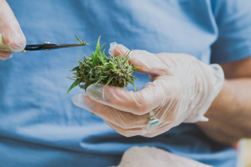 What Is the Cannabinoid THCP? - Secret Nature