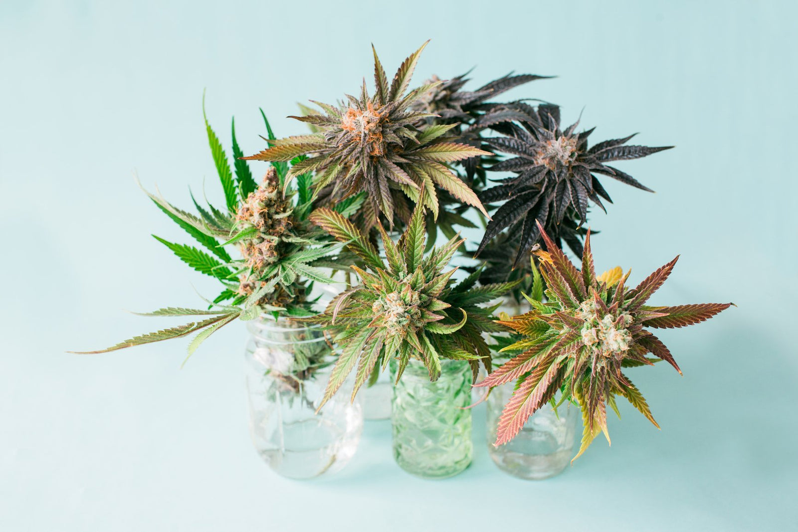 What Is the Difference Between Indica and Sativa? - Secret Nature