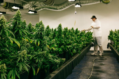 Where Is Hemp Flower Grown?
