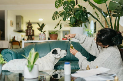 Which CBD Products Are Best for Dog Anxiety?
