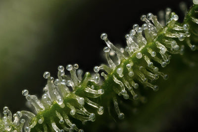 Indoor-Grown Hemp vs. Outdoor-Grown Hemp—Pros & Cons