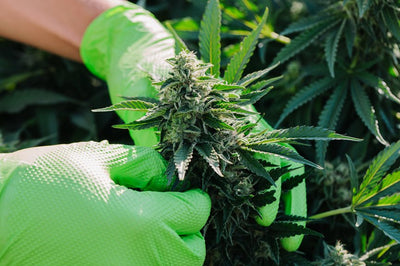 Why Organic Cannabis Matters