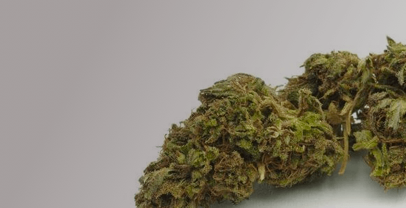 Premium CBD Hemp Seeds & Clones, Certified, Multiple Varieties for Fiber, Grain, Flower, Seeds | Secret Nature