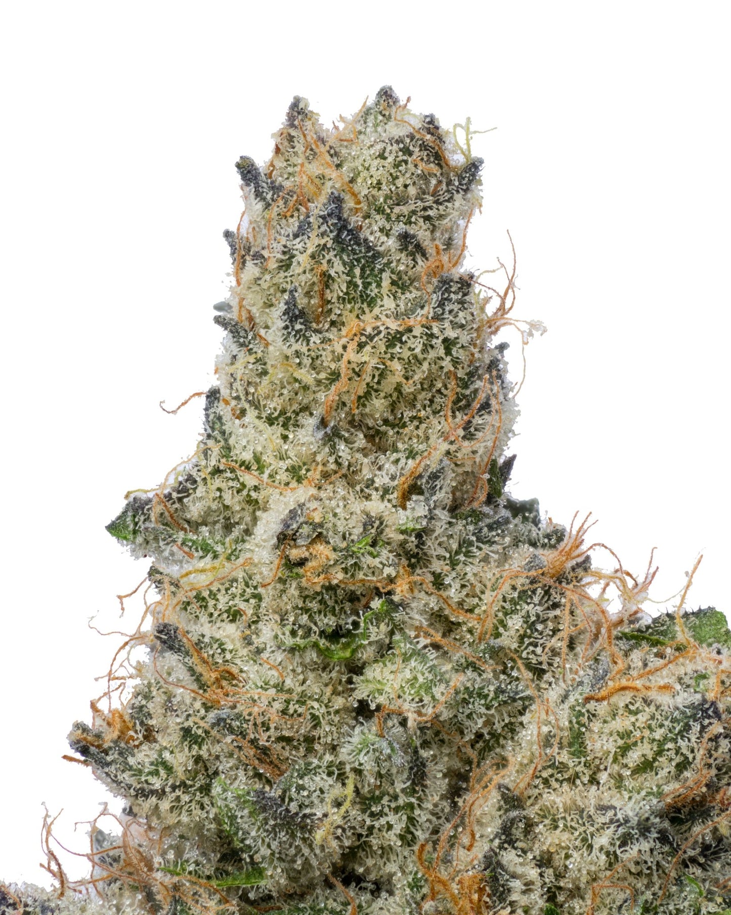 Cherry Kush THCA - Secret Nature