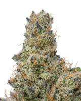 Cherry Kush THCA - Secret Nature