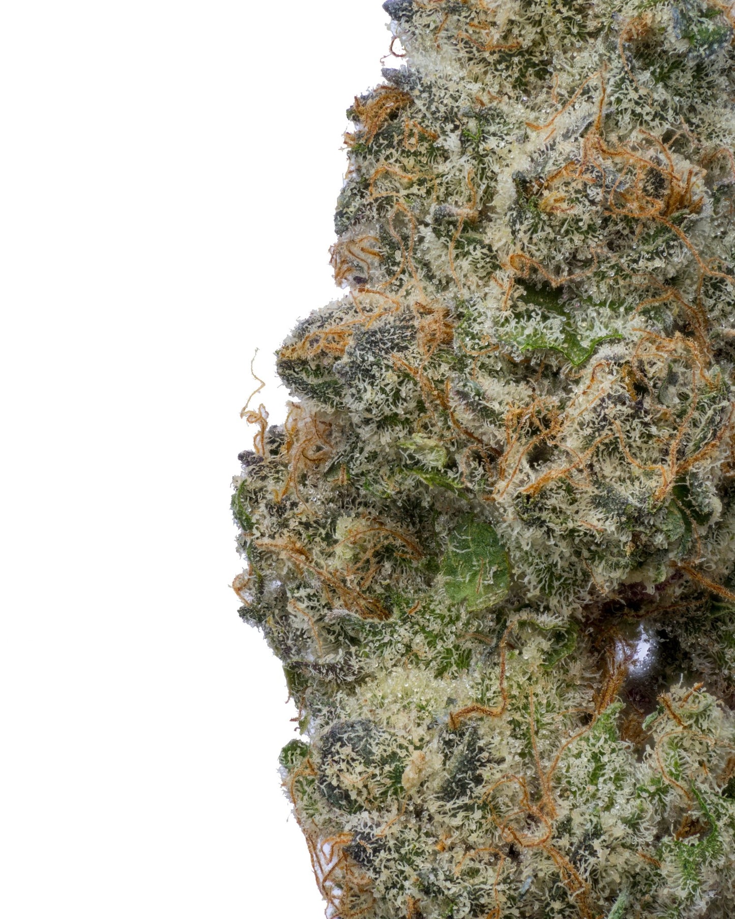 Cherry Kush THCA - Secret Nature