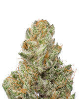 Cherry Kush THCA - Secret Nature