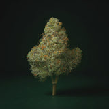 Animal Runtz THCA 360 degree rotating view