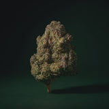 Blood Diamond THCA 360 degree rotating view