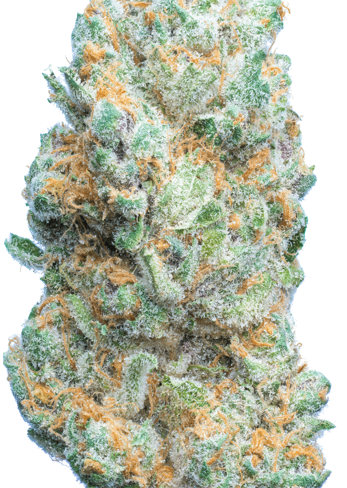 JetFuel - Secret Nature